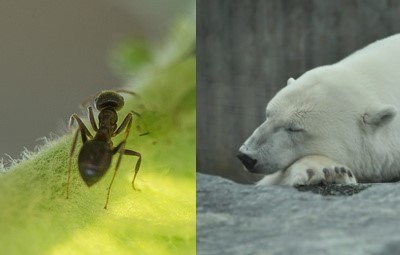 Guggi Hofbauer, Hanna Fiedler und Sandra Knopp lesen Hanna Fiedlers Märchen "Jo, das fleißige Engelchen". Jo wird in diesem Märchen vor eine schwierige Entscheidung gestellt: Soll es auf der Erde als Eisbär oder als Ameise leben?
