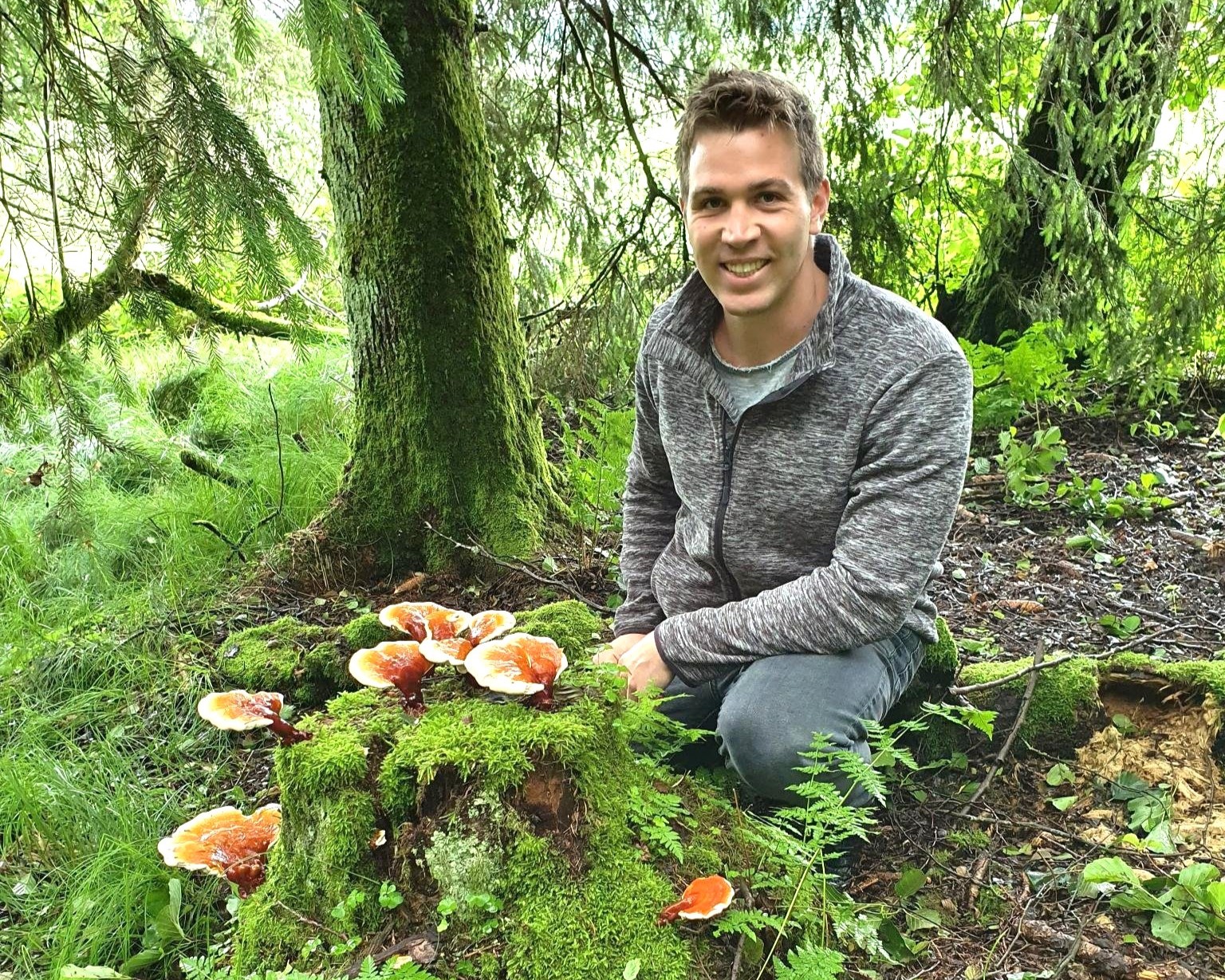 Die Kraft der Vitalpilze